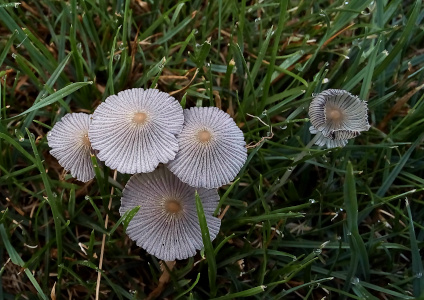 [A top-down view of the tops of five individual mushrooms. Four have their caps completely open like parasols. There are lines from the center top of the mushroom to the outer edges just like pleats of a parsol. The fifth mushroom off to the right has its edges curled upward like the parasol is inverting, but maybe it started curled together and it is flattening downward. ]